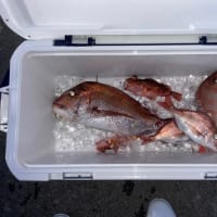 ３日・釣果