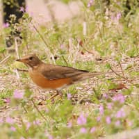 農業公園のアカハラ ・・・ 4月16日
