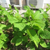 「太陽に照らされてのプール掃除」