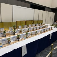 未登録・豆葉品種受賞作品　第75回日本富貴蘭会美術品評会全国大会（和歌山）