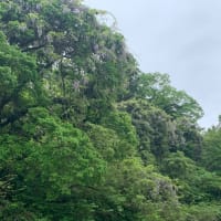 里山でひっそり咲くツツジと藤