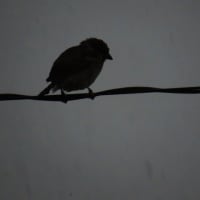 雨降りの朝の雀