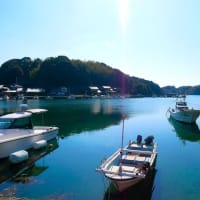 恩徳寺の結びイブキ