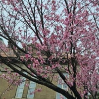 ことしの札幌の桜