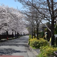 四季折々1081　　兵衛川の桜並木