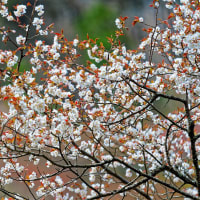 屏風岩公苑の山桜　２　（Nikon D4S）