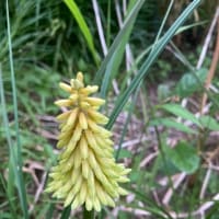 このポコシリーズは