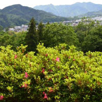 四季折々1086　　津久井湖城山公園の新緑