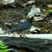 緑地公園の野鳥