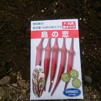 沖縄オクラ