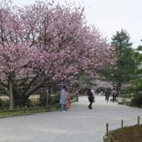 兼六園の桜①2022