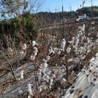 ロウバイがとても良い香り🌿