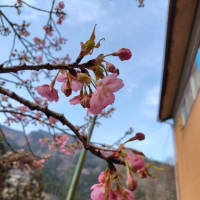 令和7年3月26日・早咲きの桜咲く（河津桜）
