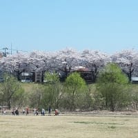 みちのくの桜2024ー４；最上川堤防とすこやかセンター広場