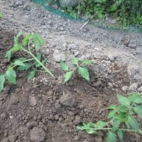 トマト苗植える