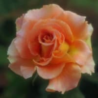 薔薇