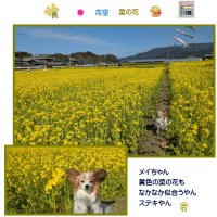 菜の花満開直前　