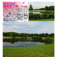 紫陽花－180　 権現堂公園(１号公園)