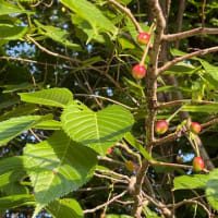 紅に白にピンクとつまんでパイナップル