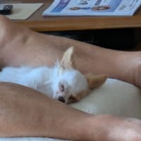シロ6ヶ月になりました🐕