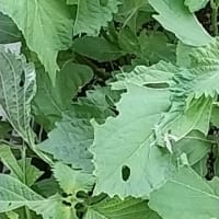 植物観察 最終回