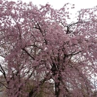 桜は散りましたが今しだれ桜が満開