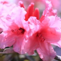 初夏の花達４）シャクナゲ・アッツ桜