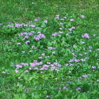 赤城山山麓のサクラソウの自生地で～す。