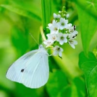 自然教育園日記　その312  中判カメラで虫を撮る