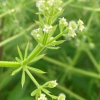 にこパパの思い出貯金「あっ！！きれい」ときめく瞬間を残してみよう。草花編