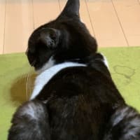 ユニの慣れ