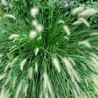 神代植物公園にて