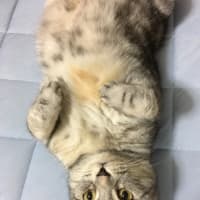 冒険にゃす