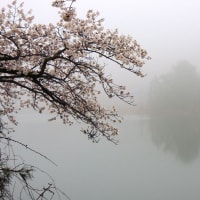 霧の中の桜