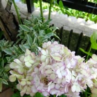 ビオトープにめだか入れる～＆鉢植え果樹の様子♪（＾ー＾*