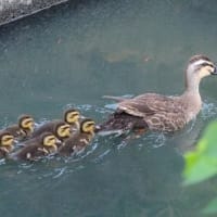 ほのぼの、カルガモ親子の群れが、並んで泳ぐ姿、ドキドキ眺め　(　岐阜県美濃地方　)