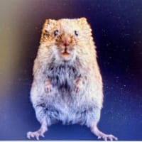 動物奇譚  （２）　酔っ払い動物達…２