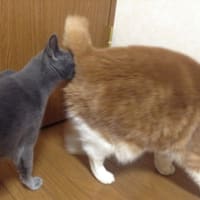 えむっちょ死亡説