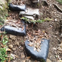 イワタバコ咲き始めた高宕山