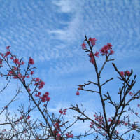 ウチナー（沖縄）の桜