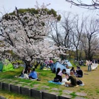 ２０２４万博公園桜、チューリップ