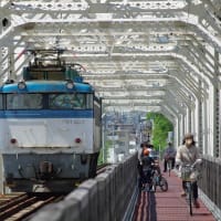 EF81503