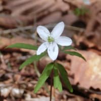 野の花たち