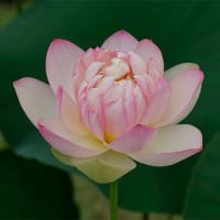 22日、「どじ小舎」の更新連絡と掲載漏れから＆癌治療