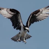 身近な鳥を知ろう！「ミサゴ」by チャートマスターアカデミー