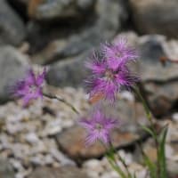 あじさいが咲き始めた六甲高山植物園にて（PartⅢ）