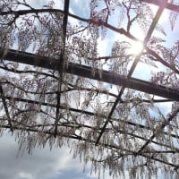 春を感じて🌷🍃🌹