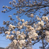 桜雑感2018