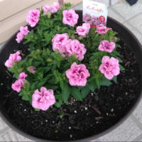 庭の草取り中のカタツムリ