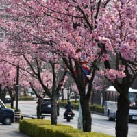 陽光桜と枝垂れ桜